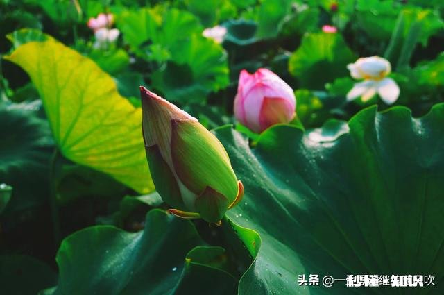 拍摄花卉如何体现色彩之美