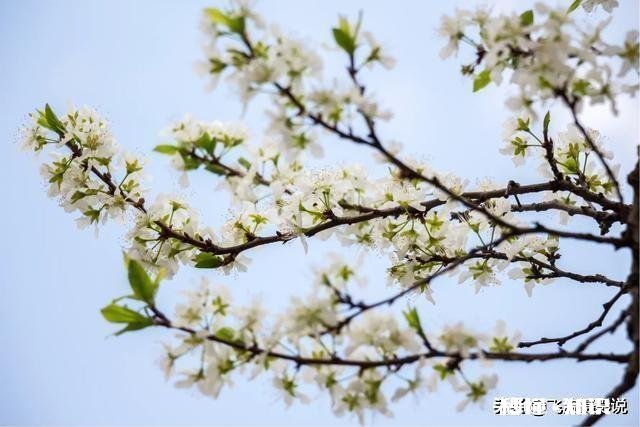 拍摄花卉如何体现色彩之美