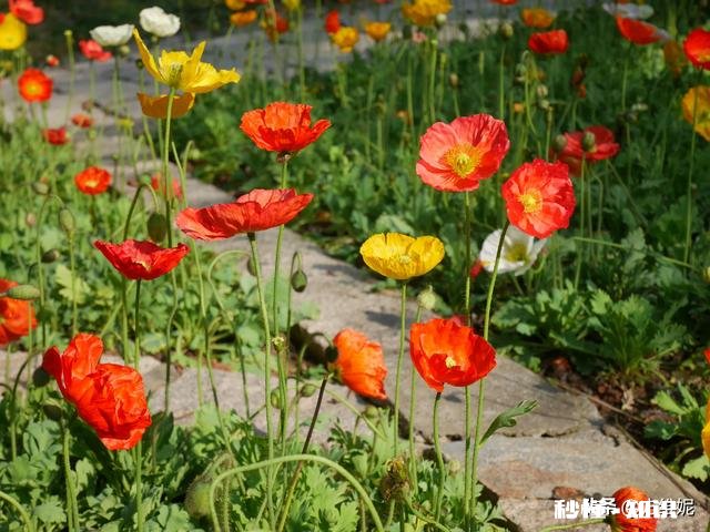 拍摄花卉如何体现色彩之美