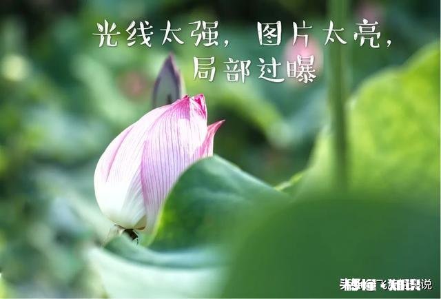 拍摄花卉如何体现色彩之美