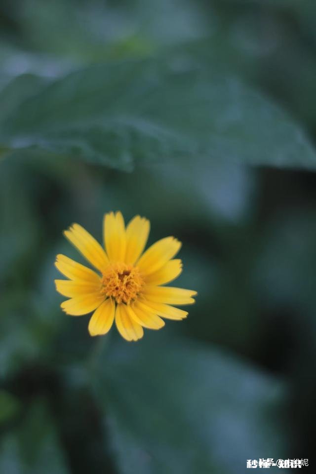 拍摄花卉如何体现色彩之美