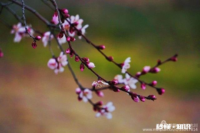 拍摄花卉如何体现色彩之美