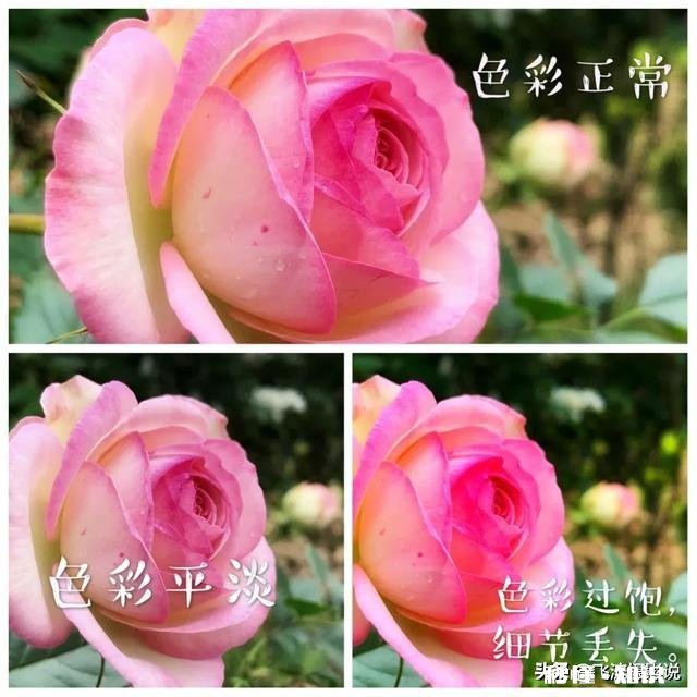 拍摄花卉如何体现色彩之美