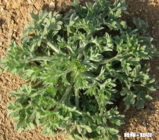 我家在贵州黔南大深山里，山里有很多中草药，请问怎么销售