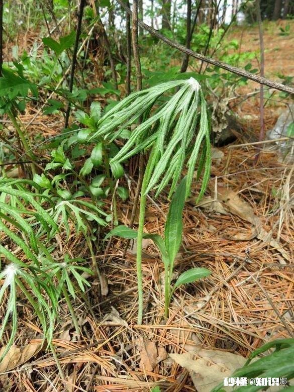 我家在贵州黔南大深山里，山里有很多中草药，请问怎么销售