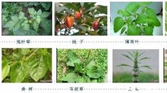 我家在贵州黔南大深山里，山里有很多中草药，请问怎么销售