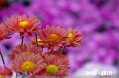 你们是谈恋爱多久后结婚的十年长吗