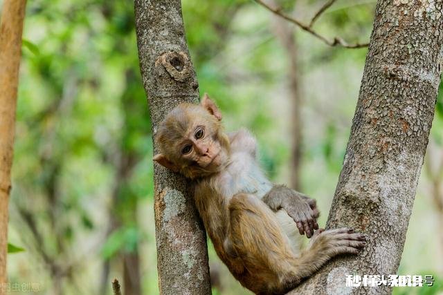 生肖猴暴富后会有哪些表现