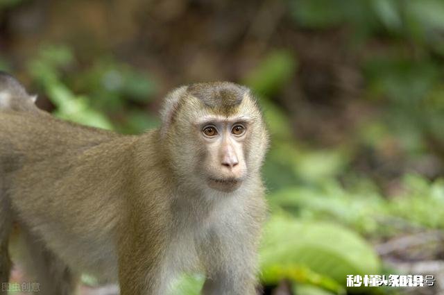 生肖猴暴富后会有哪些表现