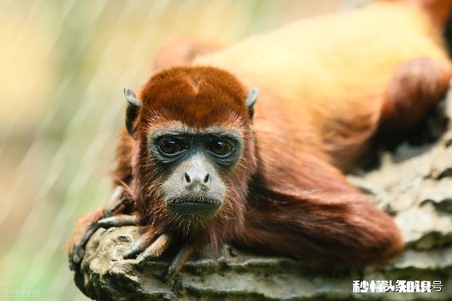 生肖猴暴富后会有哪些表现