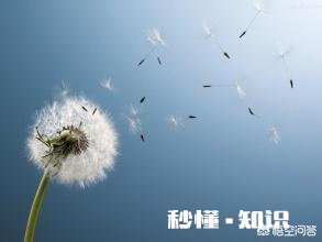 蒲公英有什么用途