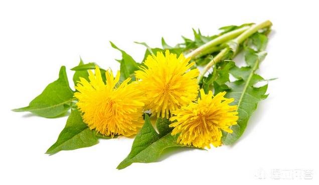 蒲公英有什么用途