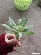 下图这是什么草