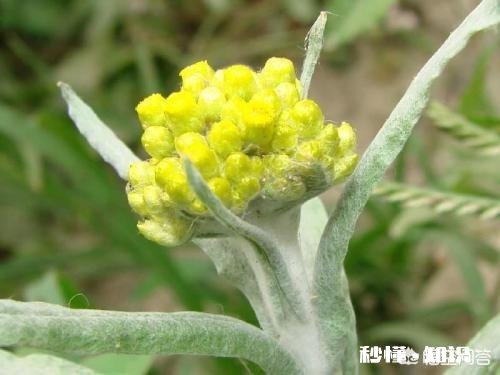 下图这是什么草