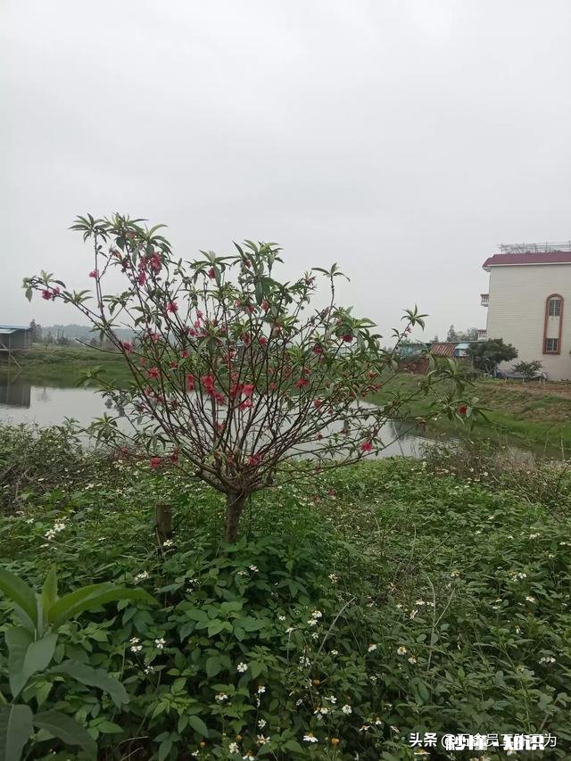 《红楼春趣》的趣指哪三趣怎么样