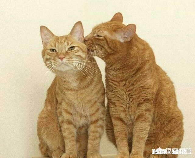 是不是国际猫界组织认证的猫就是好猫，没有认证的就是差猫为什么