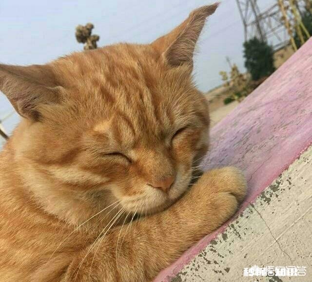 是不是国际猫界组织认证的猫就是好猫，没有认证的就是差猫为什么