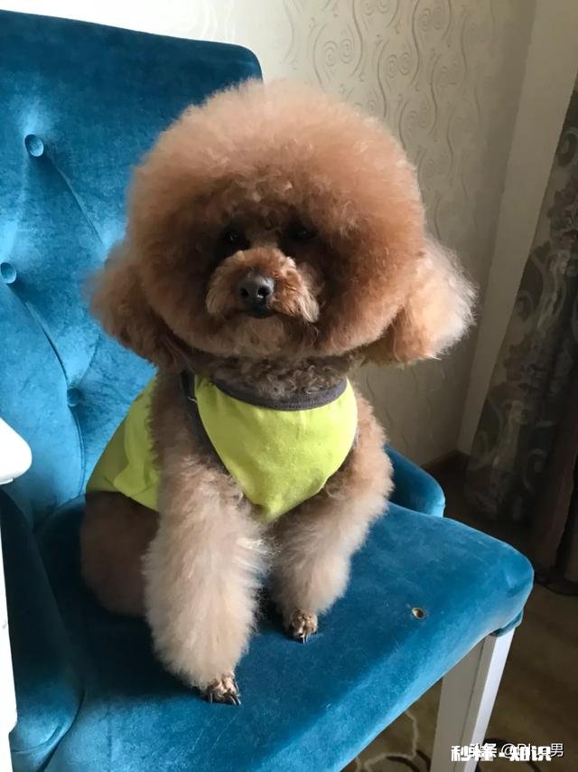 泰迪几岁开始步入晚年老了的泰迪如何照顾才正确