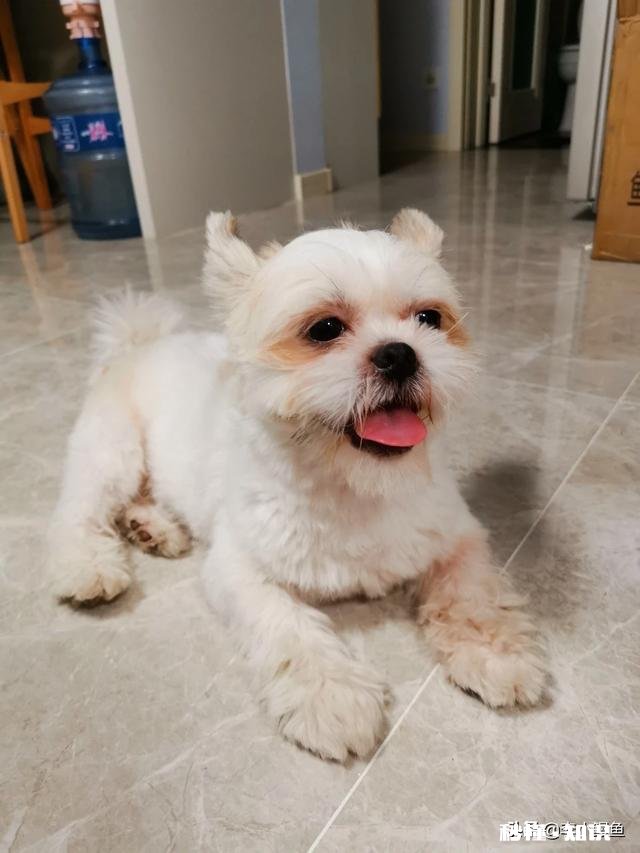 安静，掉毛少的狗有哪些