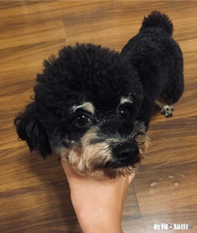 安静，掉毛少的狗有哪些