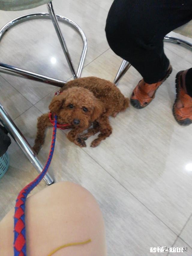 安静，掉毛少的狗有哪些