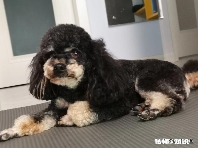 安静，掉毛少的狗有哪些