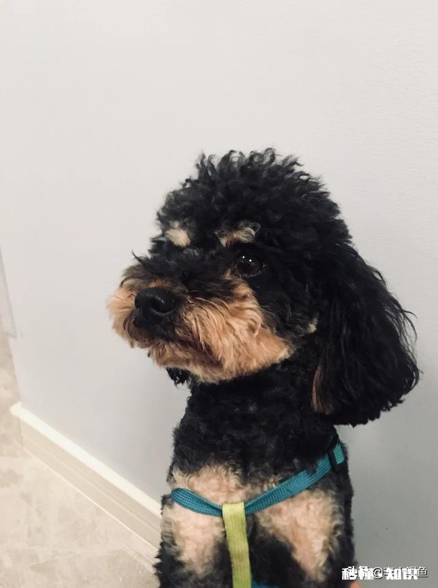 安静，掉毛少的狗有哪些