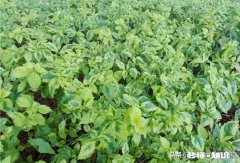 天越热心越烦吗