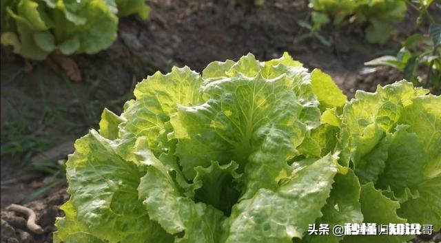 你知道北方和南方自做肥料的方法吗