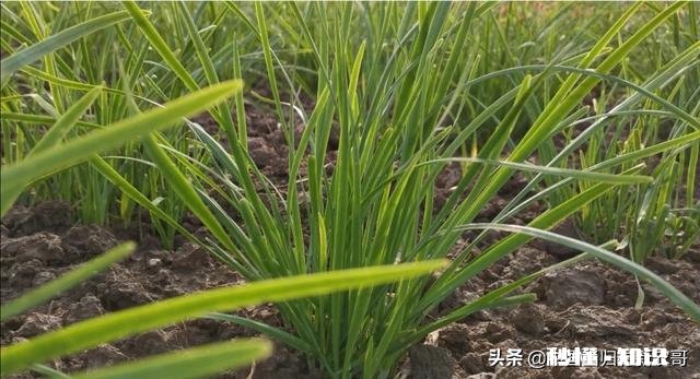 你知道北方和南方自做肥料的方法吗