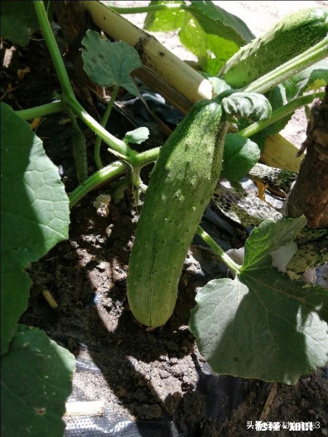 你知道北方和南方自做肥料的方法吗