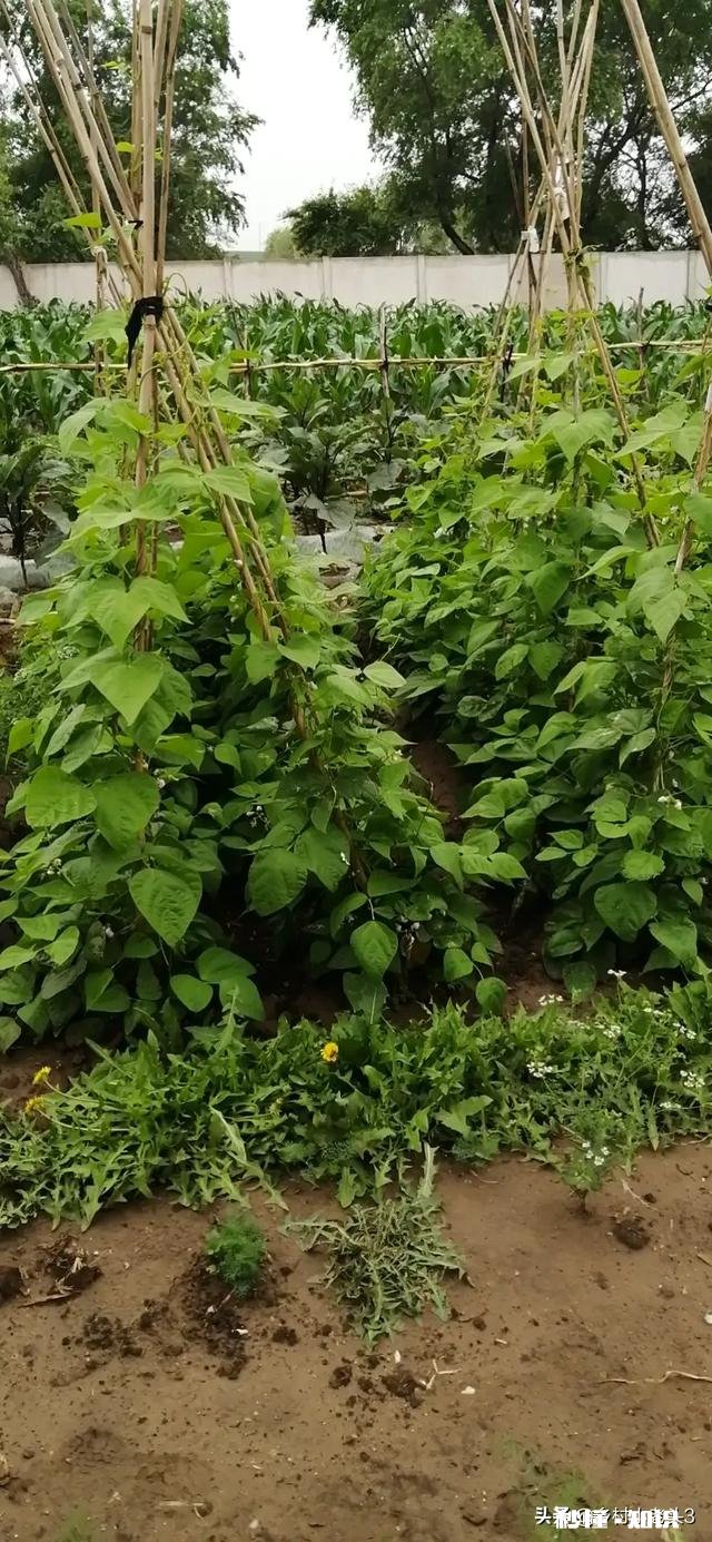 你知道北方和南方自做肥料的方法吗