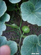 你知道北方和南方自做肥料的方法吗