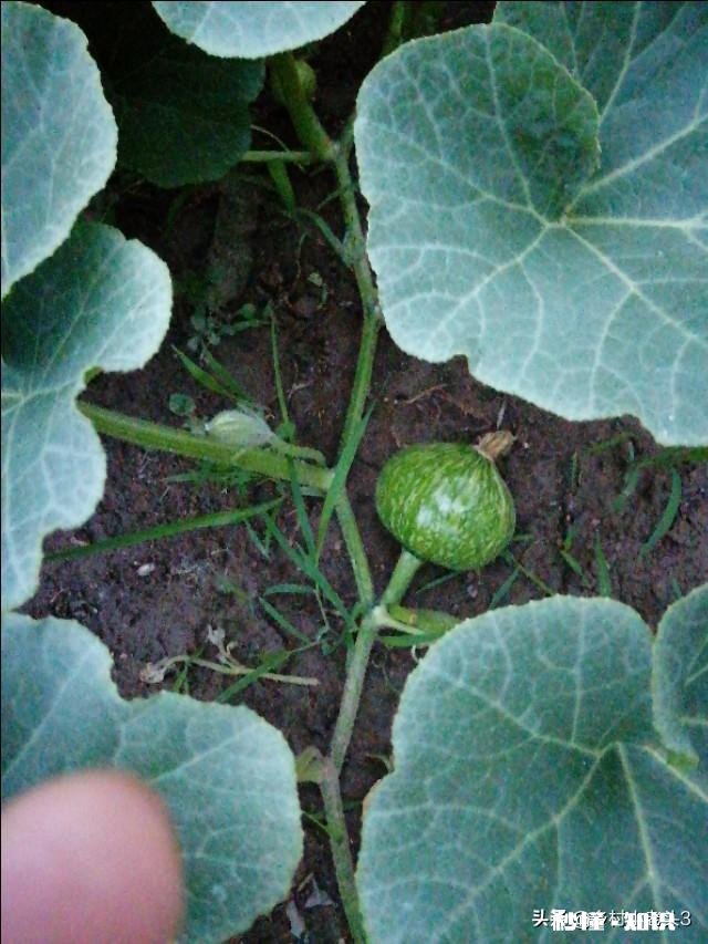 你知道北方和南方自做肥料的方法吗