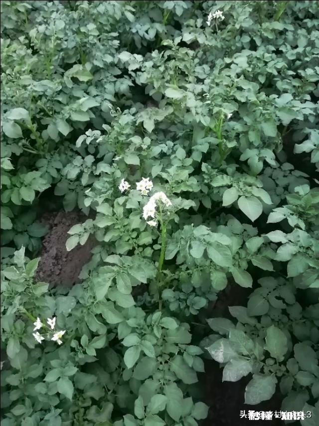 你知道北方和南方自做肥料的方法吗