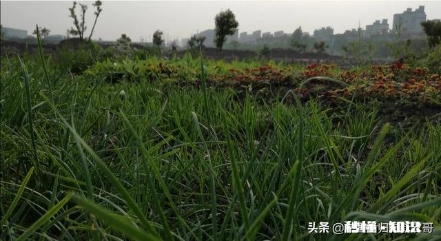 你知道北方和南方自做肥料的方法吗