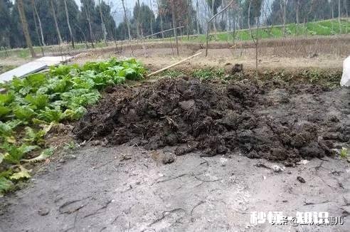 你知道北方和南方自做肥料的方法吗