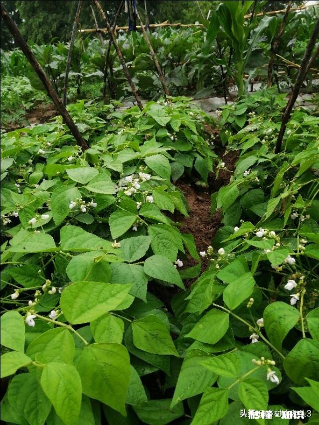 你知道北方和南方自做肥料的方法吗