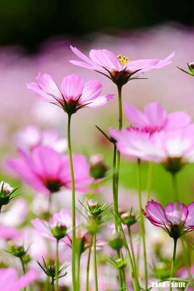 核酸年卡320元一年，你会办理吗