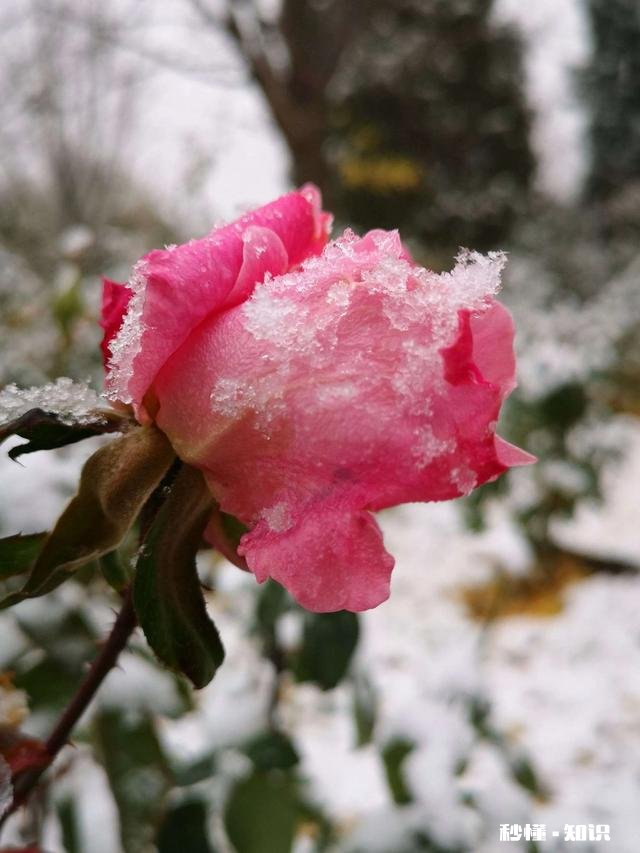 核酸年卡320元一年，你会办理吗