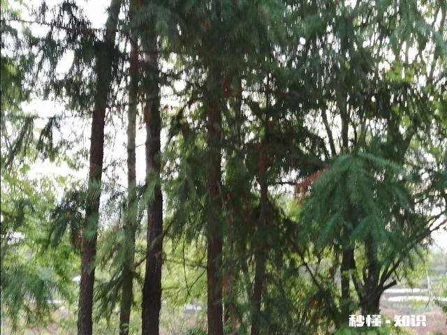 2019年因大雨，造成灾害土地和树木被损坏怎么办