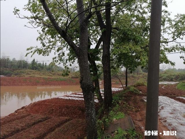 2019年因大雨，造成灾害土地和树木被损坏怎么办