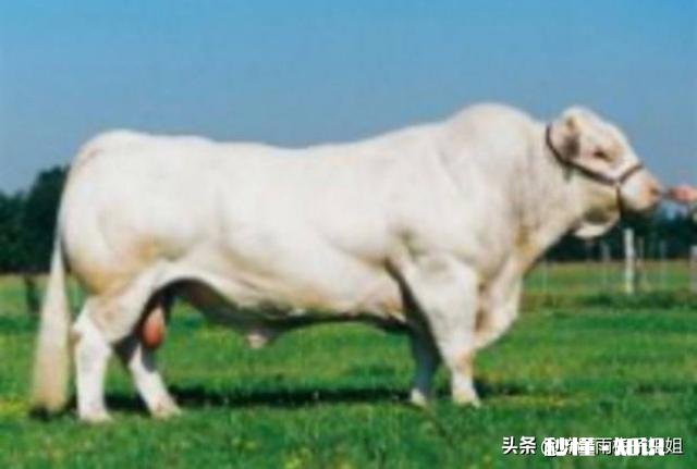 在城市发展的不理想，想搞肉牛养殖，家里人不同意，怎么办