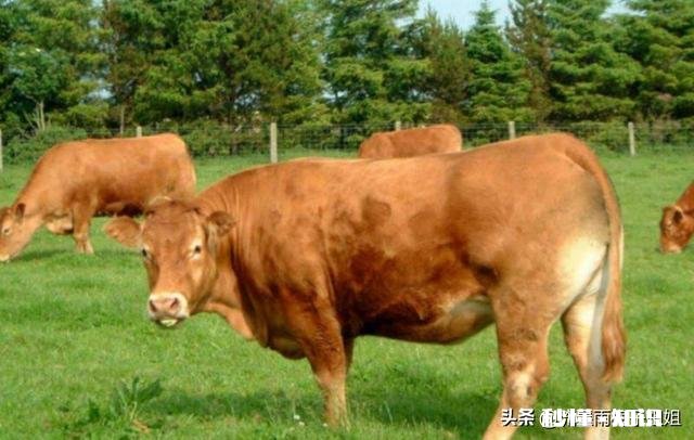 在城市发展的不理想，想搞肉牛养殖，家里人不同意，怎么办