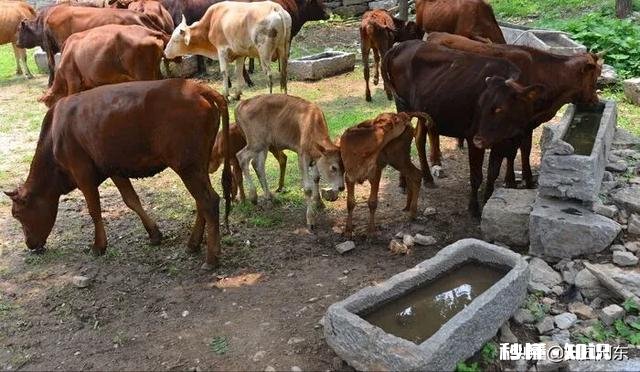 在城市发展的不理想，想搞肉牛养殖，家里人不同意，怎么办