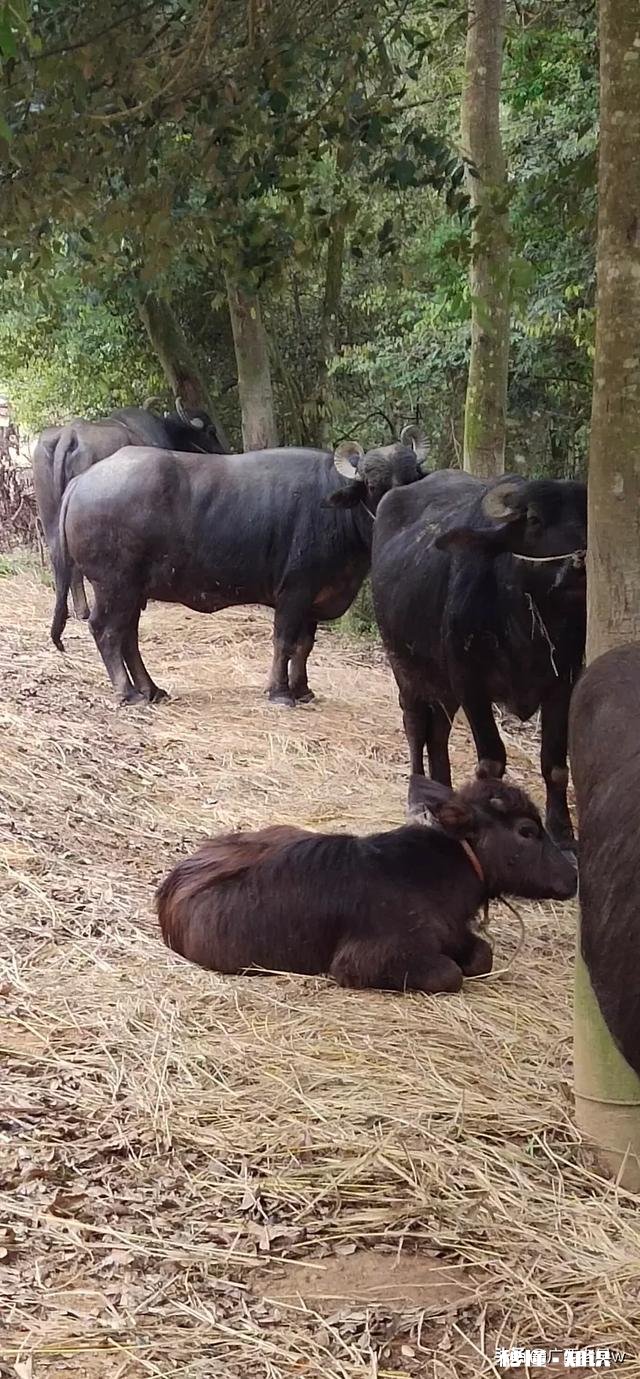 在城市发展的不理想，想搞肉牛养殖，家里人不同意，怎么办