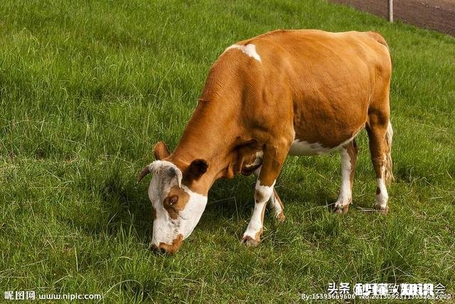 在城市发展的不理想，想搞肉牛养殖，家里人不同意，怎么办