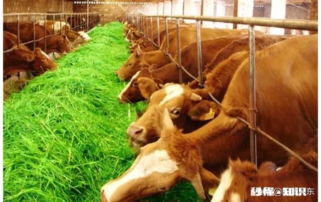 在城市发展的不理想，想搞肉牛养殖，家里人不同意，怎么办