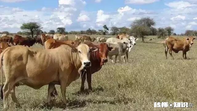 在城市发展的不理想，想搞肉牛养殖，家里人不同意，怎么办