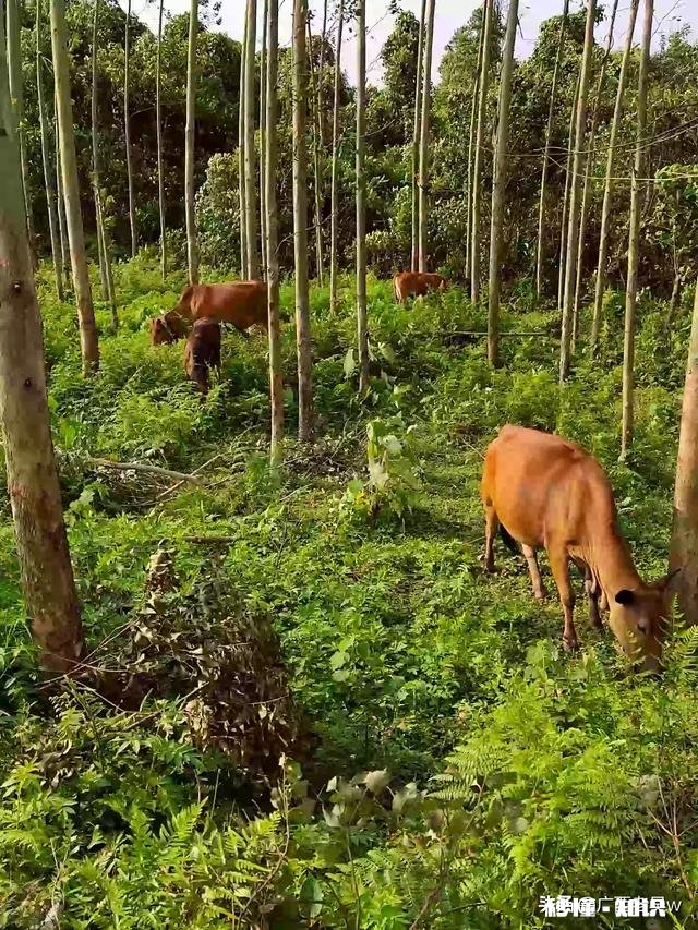 在城市发展的不理想，想搞肉牛养殖，家里人不同意，怎么办